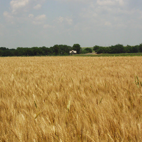 foto ladang gandum